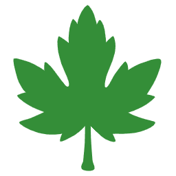 maple